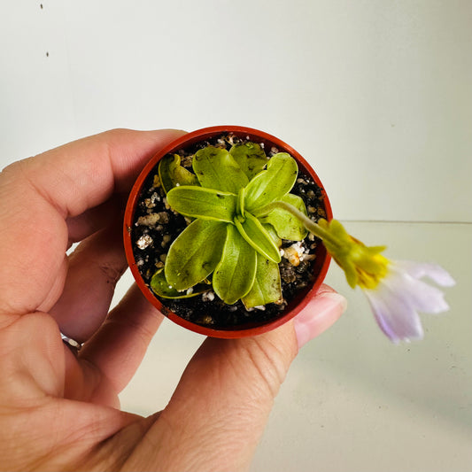 Pinguicula Primuflora - ships bare root
