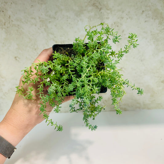Sedum Hispanicum in 4 inch pot