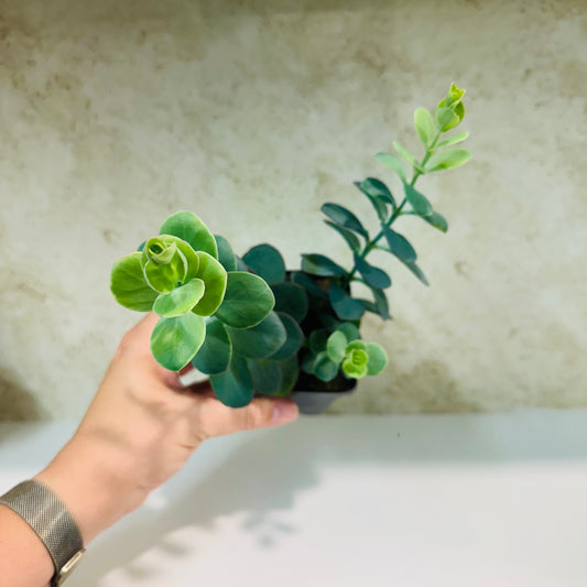 Marnier’s Kalanchoe – 4 Inch Pot