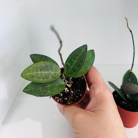 Hoya Elliptica in 2” pot