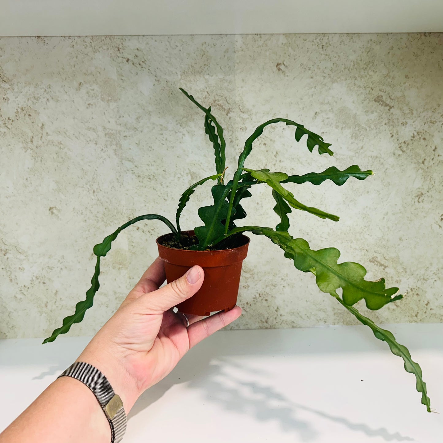 Ric Rac Cactus (Disocactus anguliger) 4 inch pot