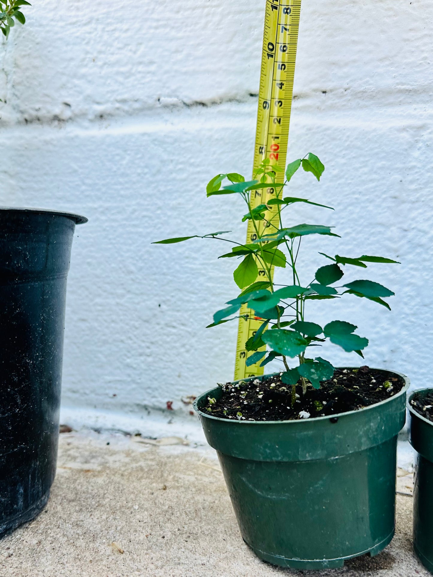 Amyris Texana (Texas Torchwood) 4” pot