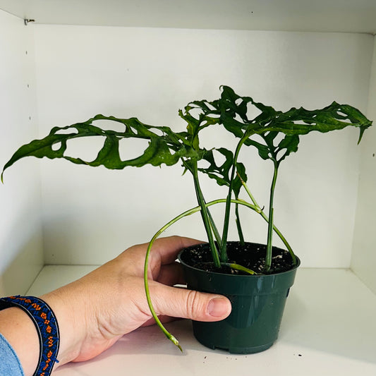 Monstera Obliqua - 4 inch pot