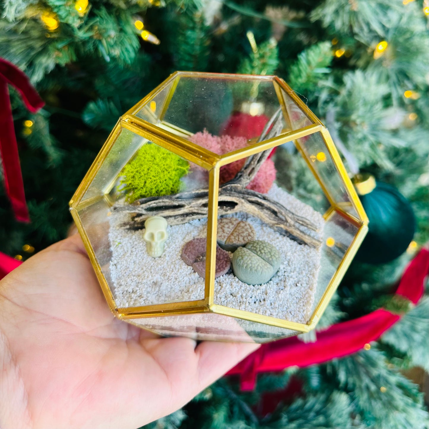 Lithops “Living Stones” Mini Terrarium