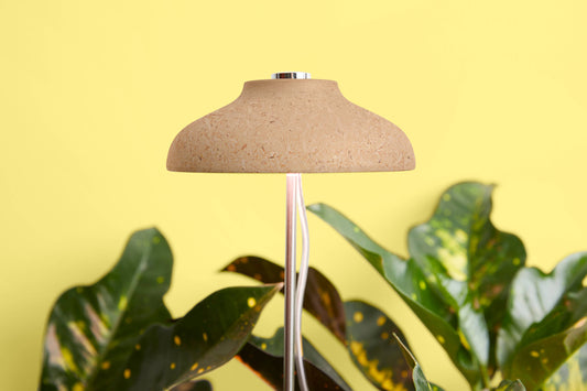 We the Wild Desk Plant Grow Kit