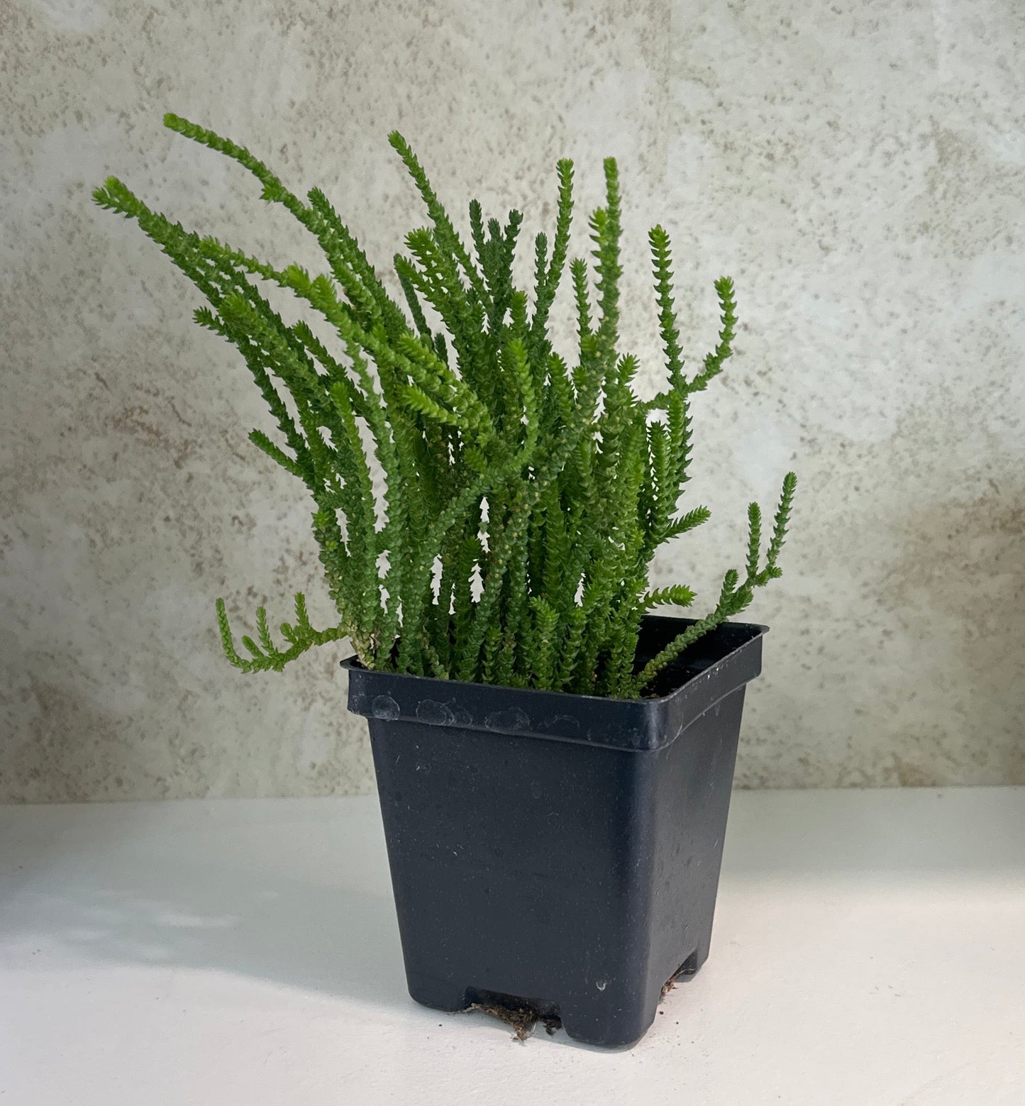 Watch Chain Succulent crassula muscosa