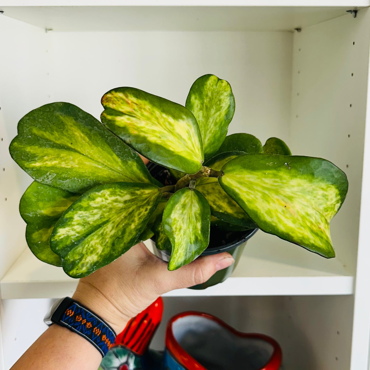 Hoya Kerrii Picta Spot