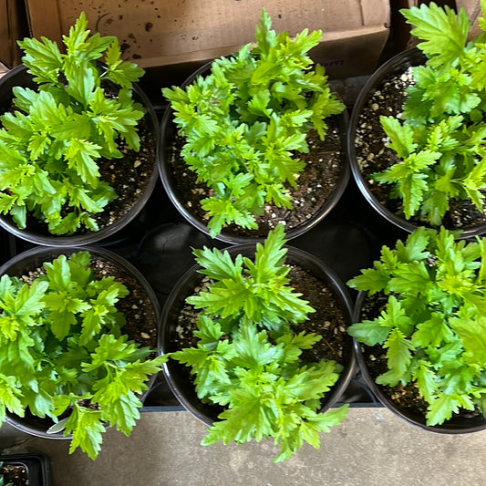 Gregg's Mist Flower Gallon Size