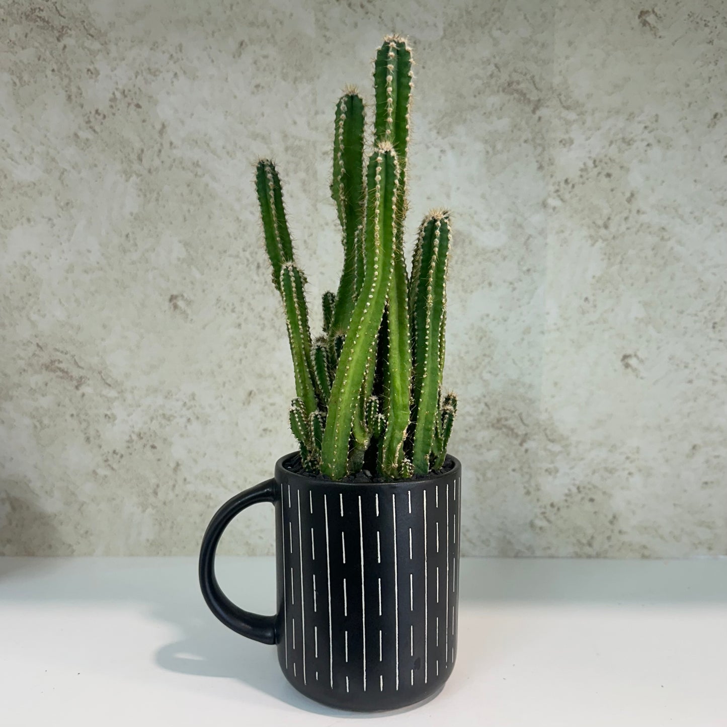 Custom-Planted Fairy Tale Cactus in Southwestern Mug