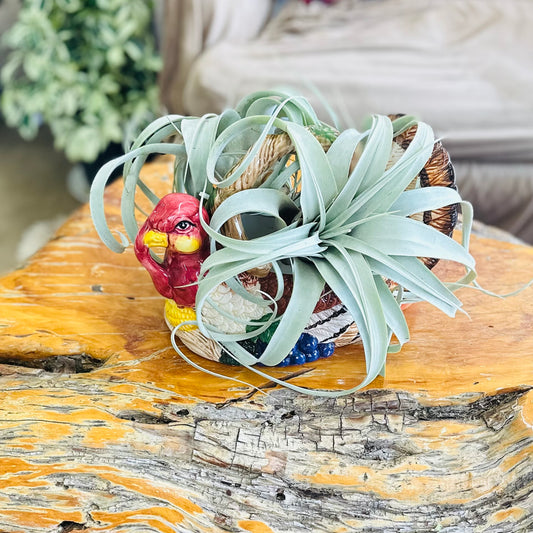 Tillandsia Xerographica