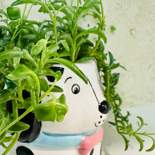 String of Dolphins in Dog Mug