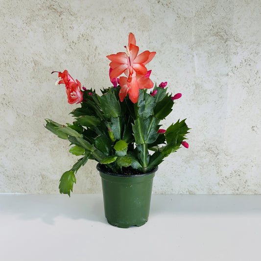 Thanksgiving Cactus 4"