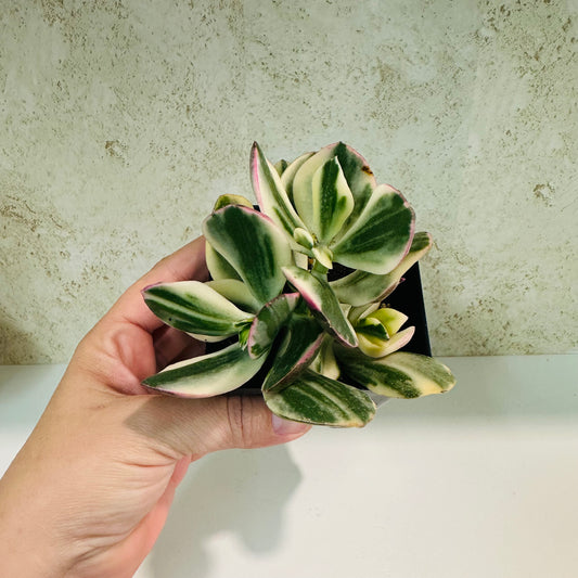 Variegated Jade Plant (Crassula ovata ‘Variegata’) – 4 Inch Pot