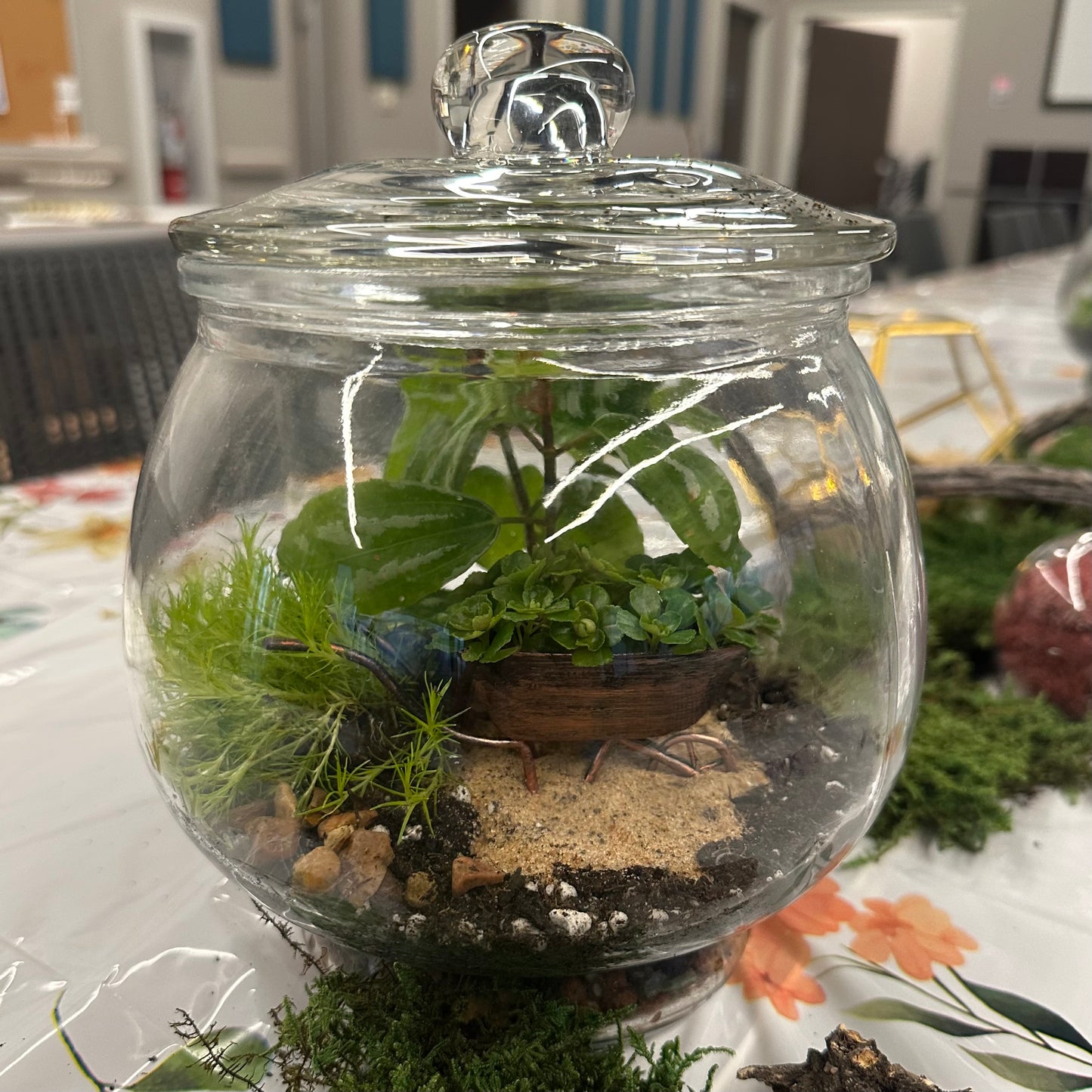 Centerpiece Terrariums Assorted