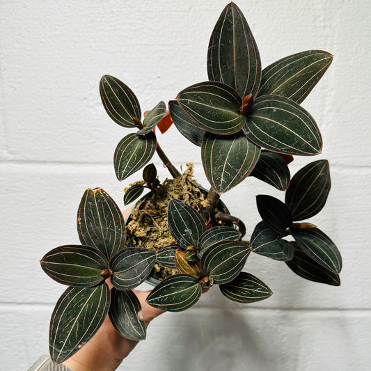 Jewel Orchid Ludisia Discolor in 4” pot