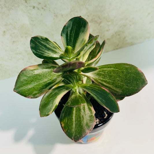 Variegated Jade Plant in Talavera Pot – Pink Sun-Stressed Beauty