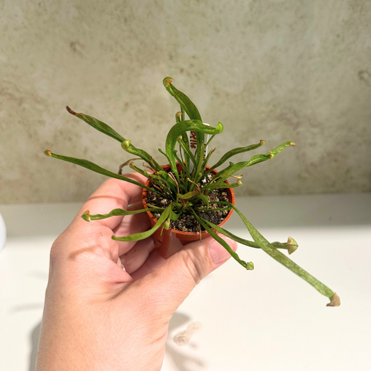 Sarracenia Scarlet Belle