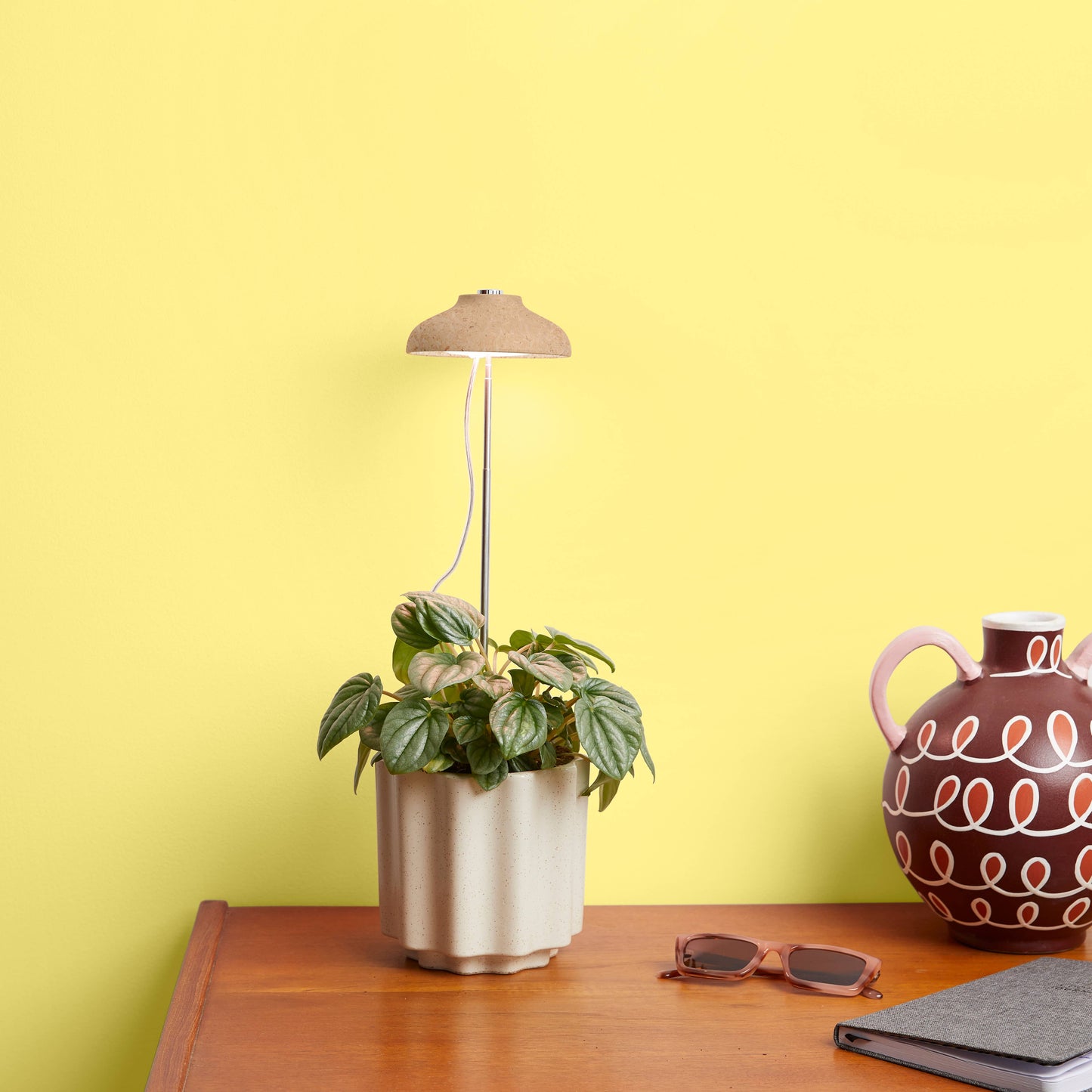 We the Wild Desk Plant Grow Kit