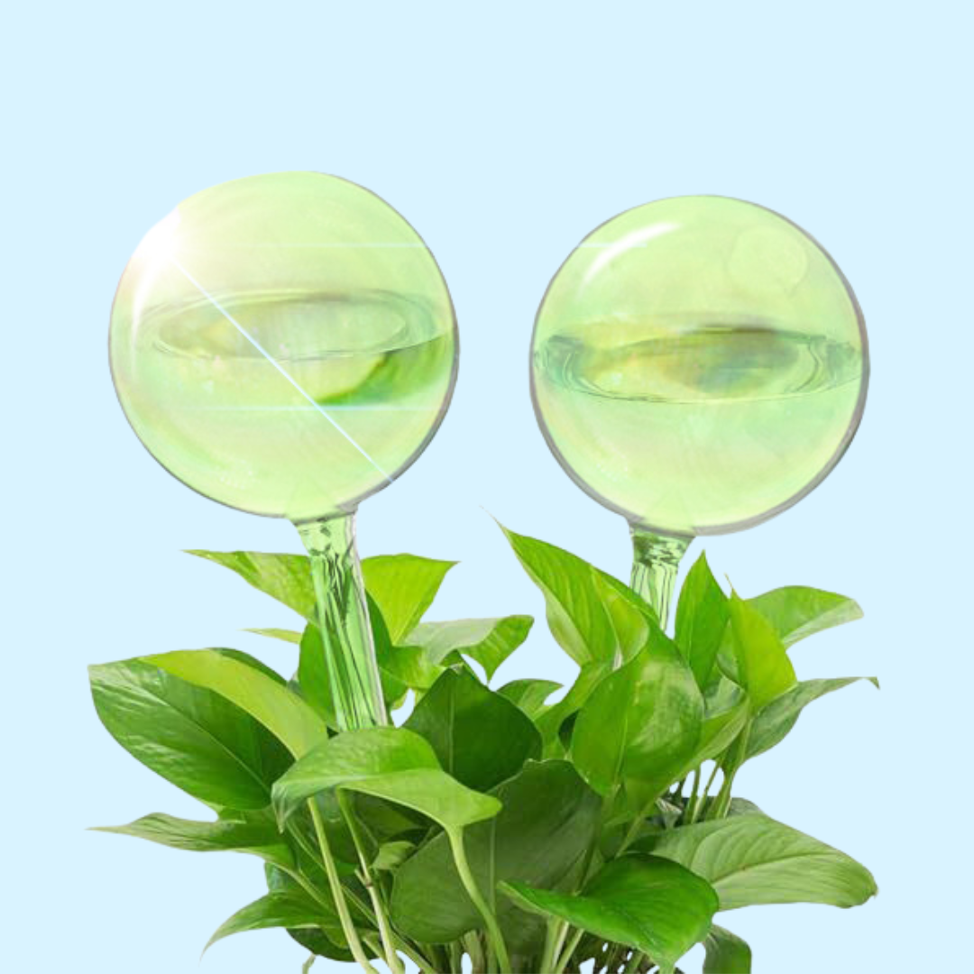We the Wild - Self-Watering Plant Globes