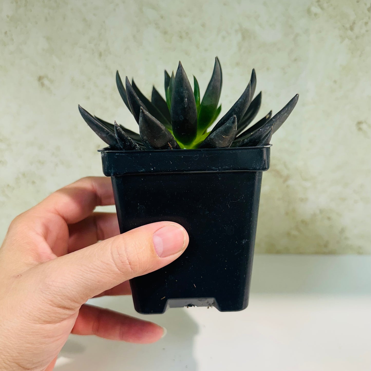 Echeveria ‘Affinity Black Knight’ – 4 Inch Pot