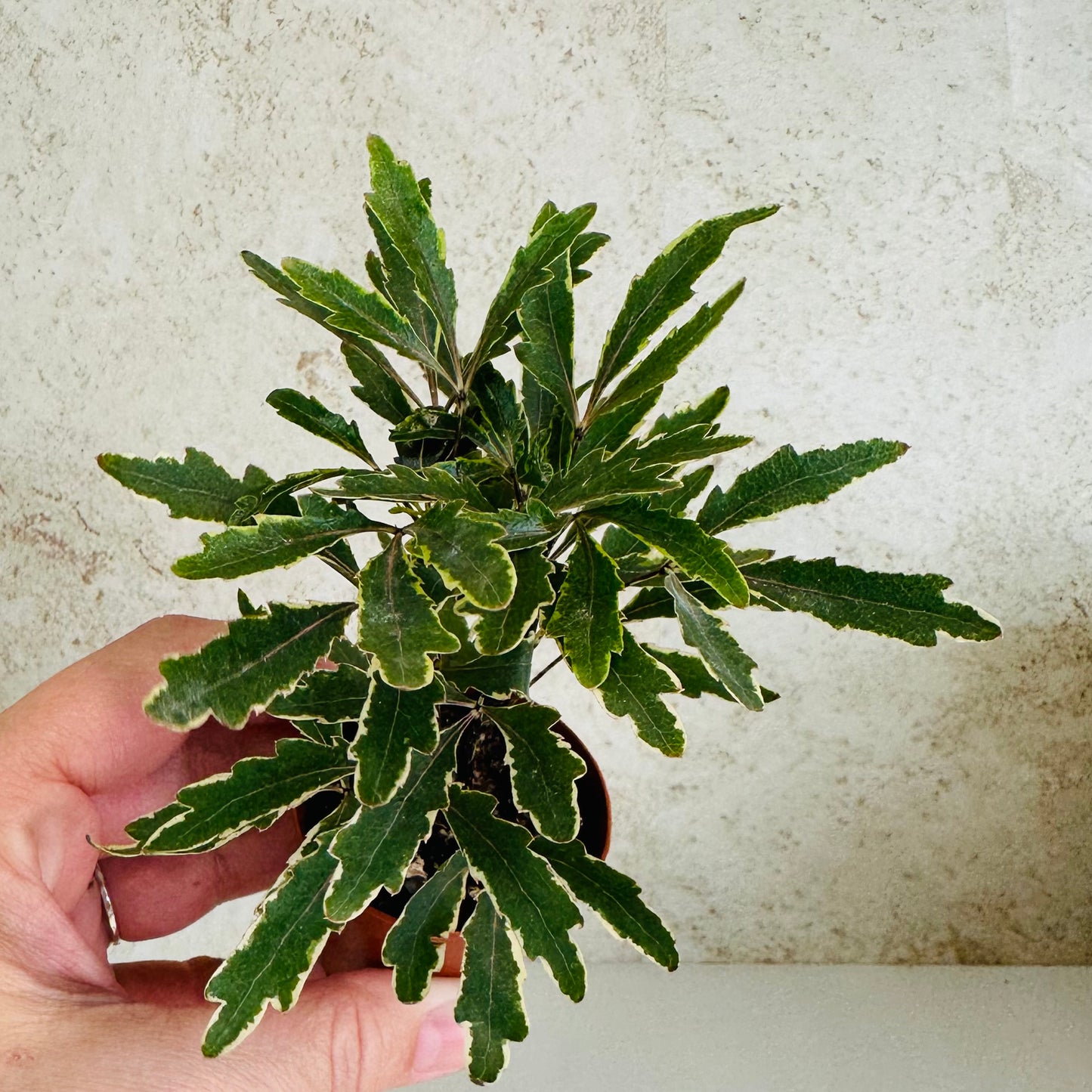 Variegated False Aralia (Plerandra elegantissima variegata)