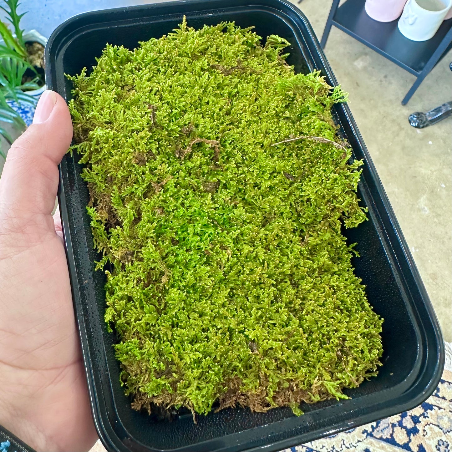 Hypnum imponens Moss — 8” x 5” Living Moss Tray