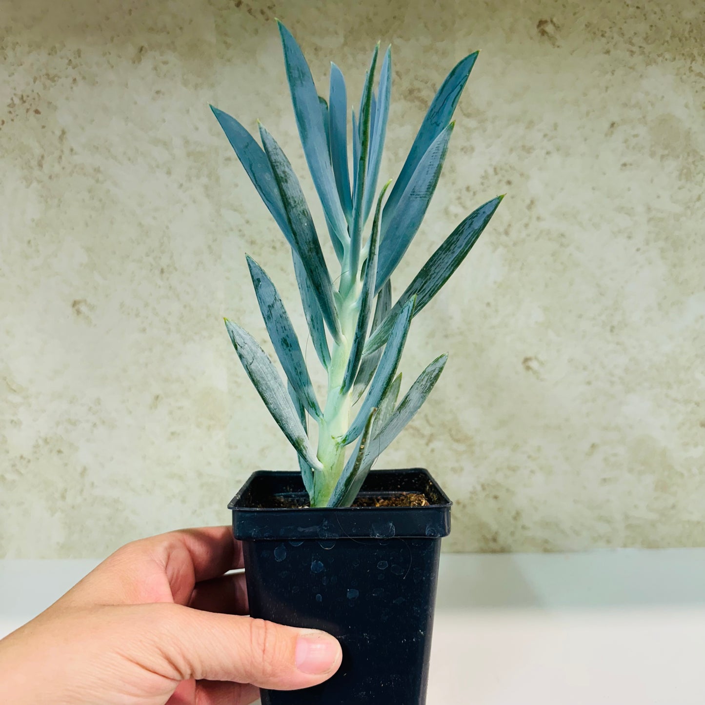 Senecio ‘Mt. Everest’ – 4 Inch Pot