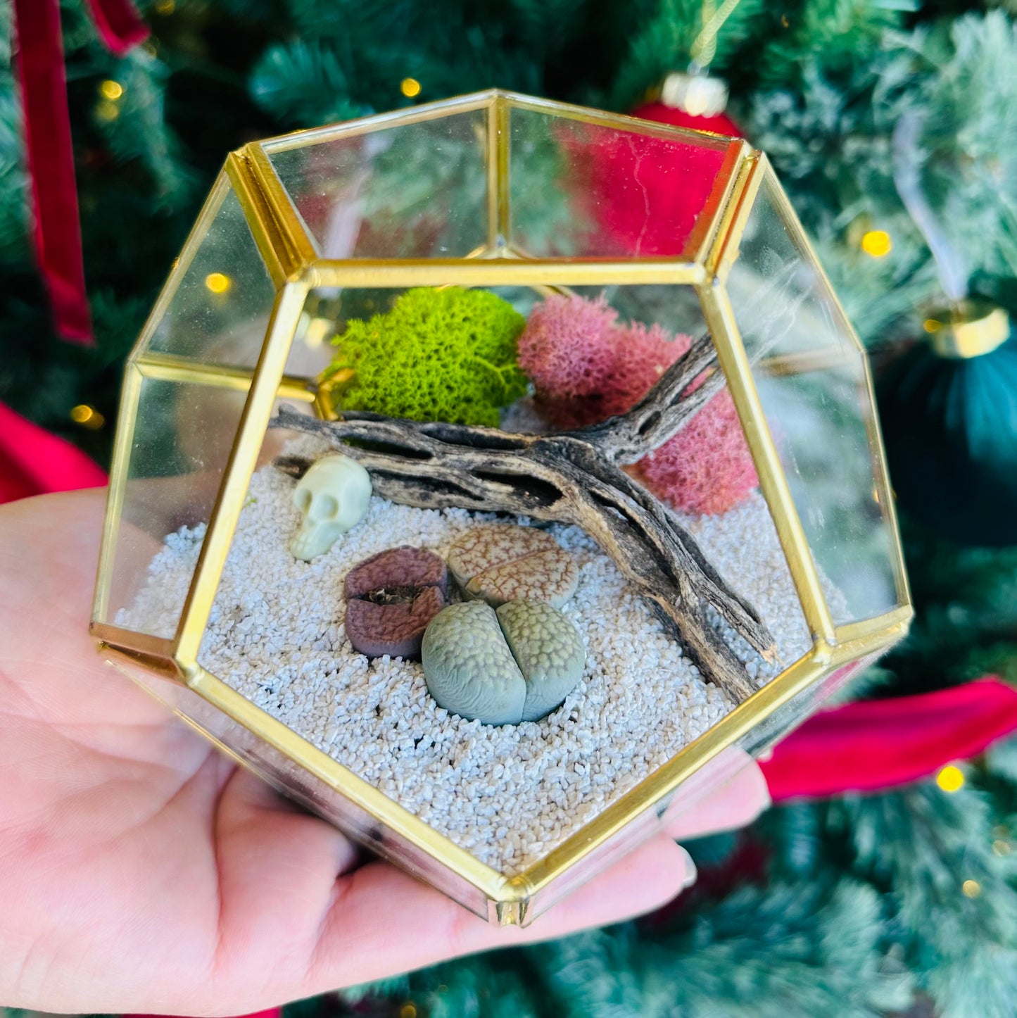 Lithops “Living Stones” Mini Terrarium