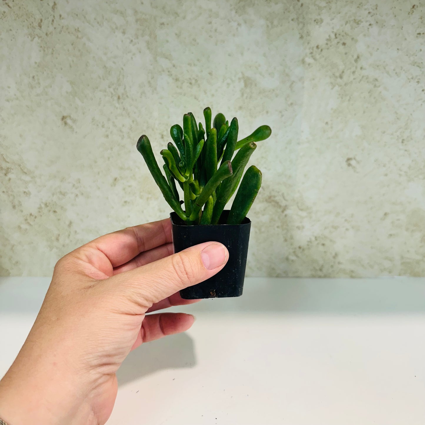 Gollum Jade in 2 inch pot