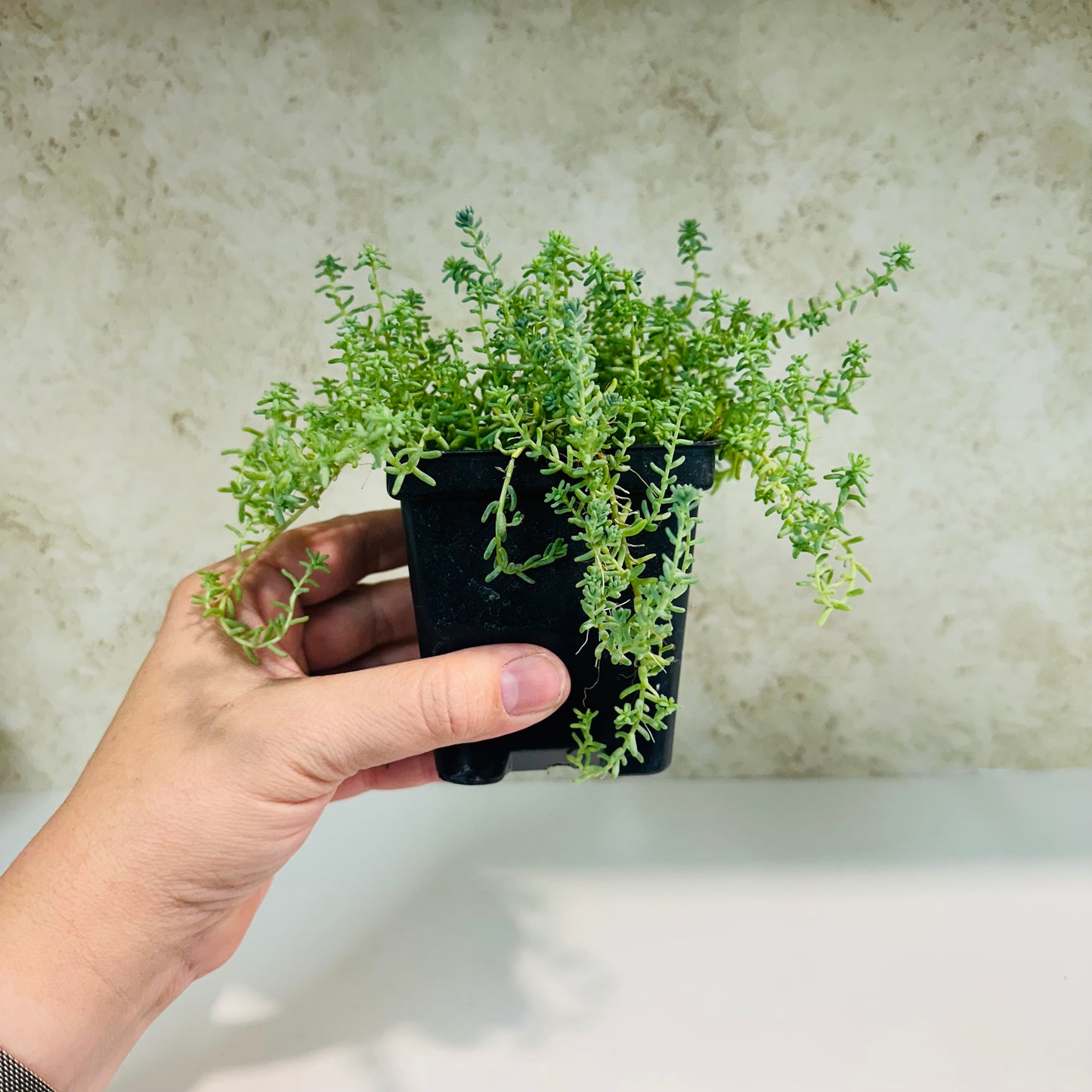 Sedum Hispanicum in 4 inch pot