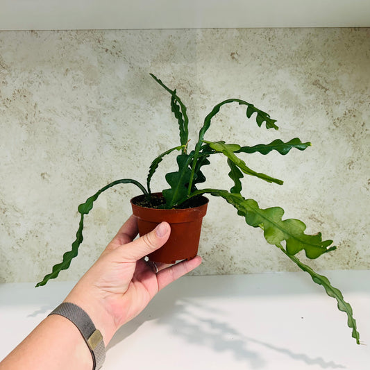 Ric Rac Cactus (Disocactus anguliger) 4 inch pot