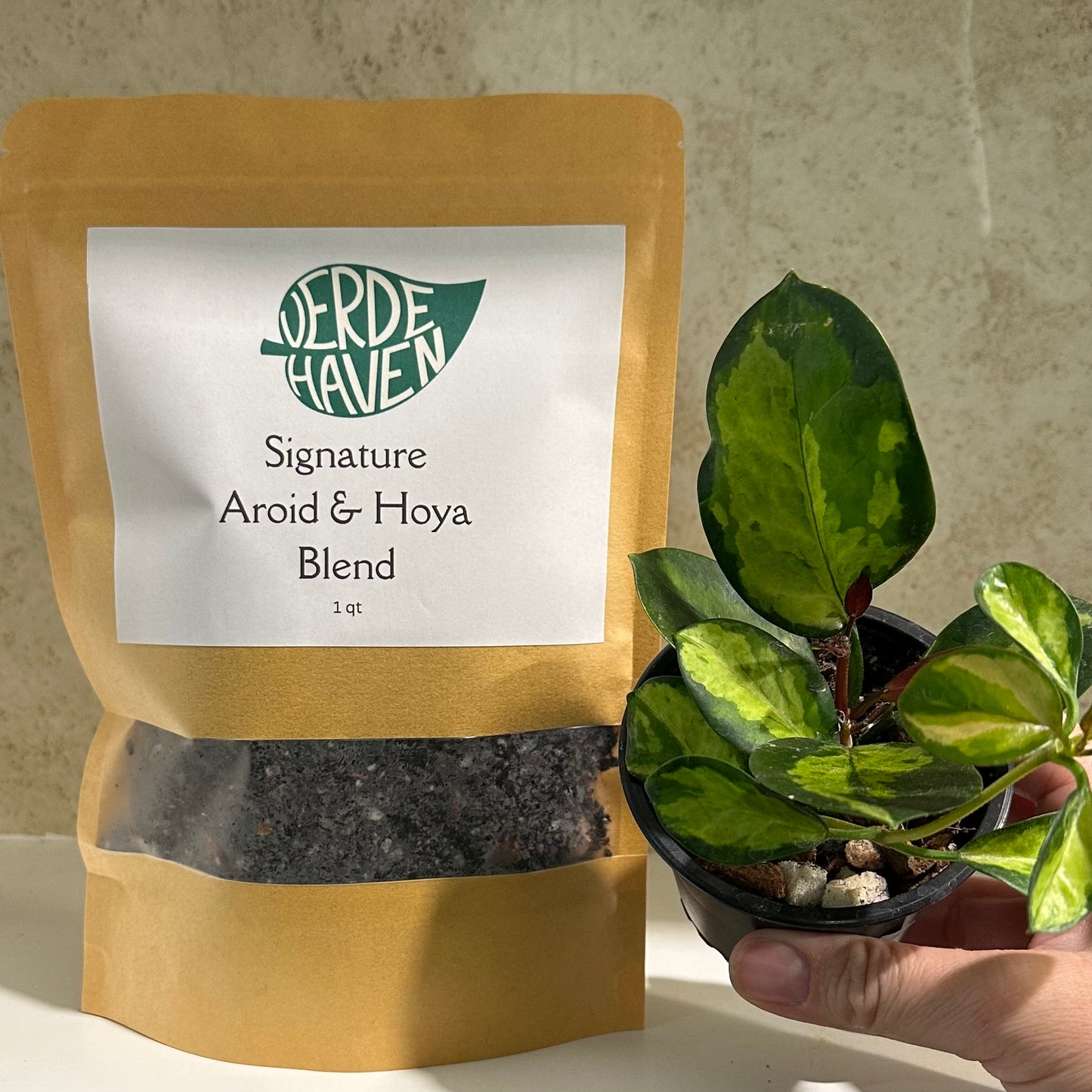 Verde Haven Signature Aroid and Hoya Blend