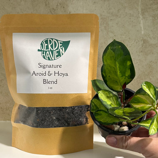 Verde Haven Signature Aroid and Hoya Blend