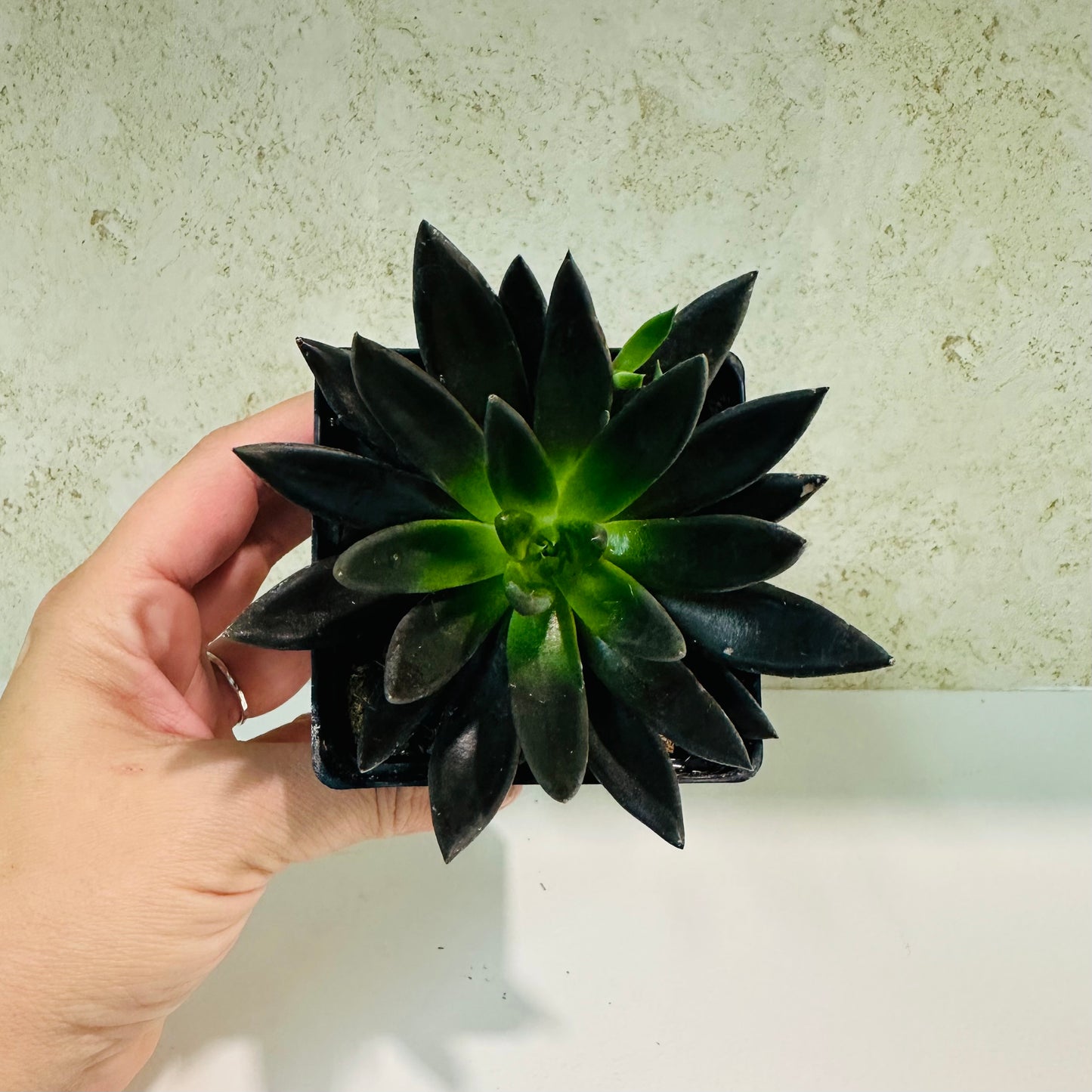 Echeveria ‘Affinity Black Knight’ – 4 Inch Pot