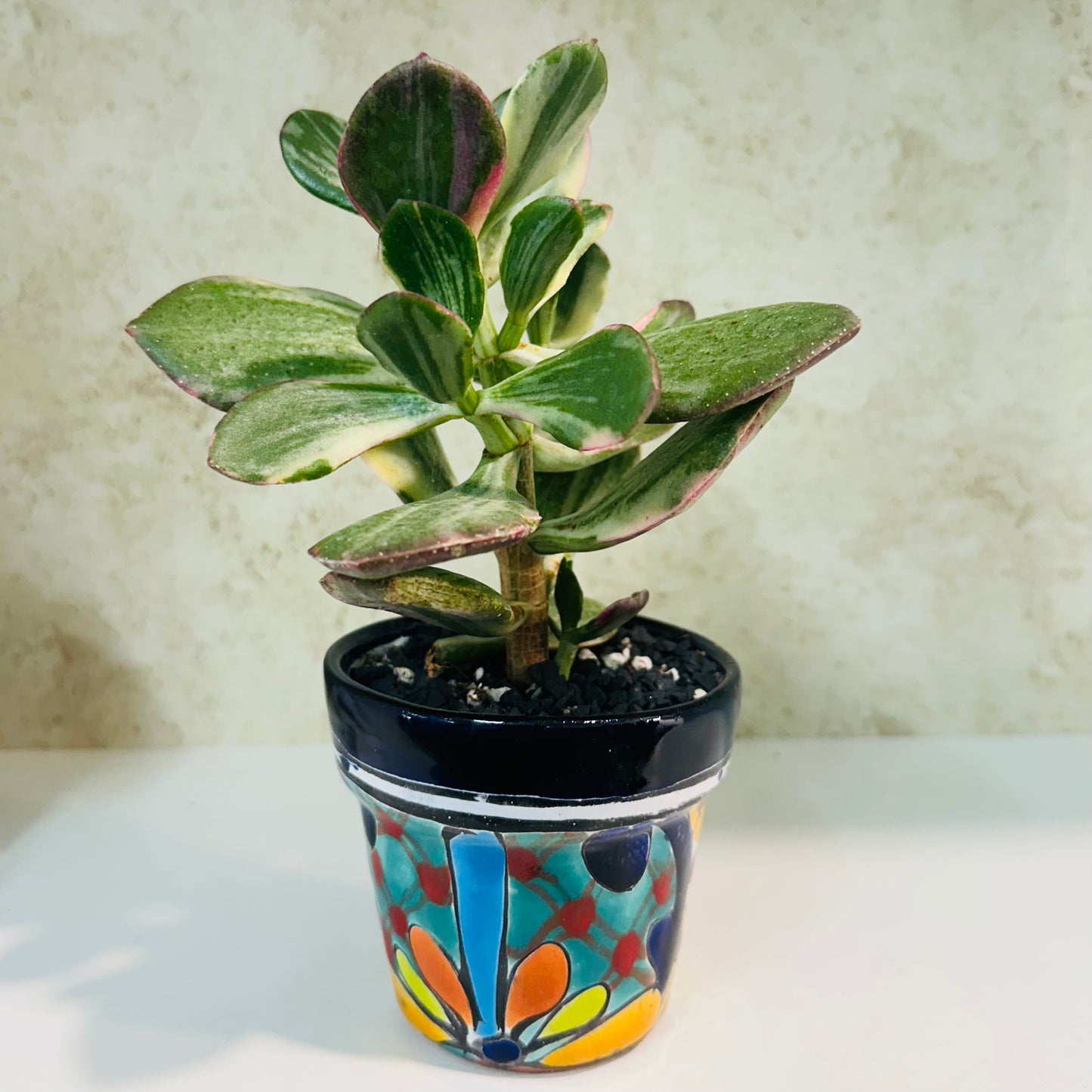 Variegated Jade Plant in Talavera Pot – Pink Sun-Stressed Beauty