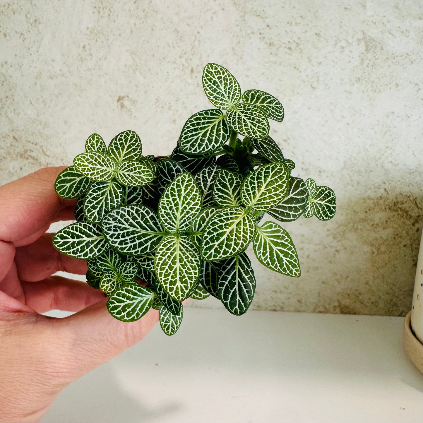 Fittonia in 2” pot (white veining nerve plant)