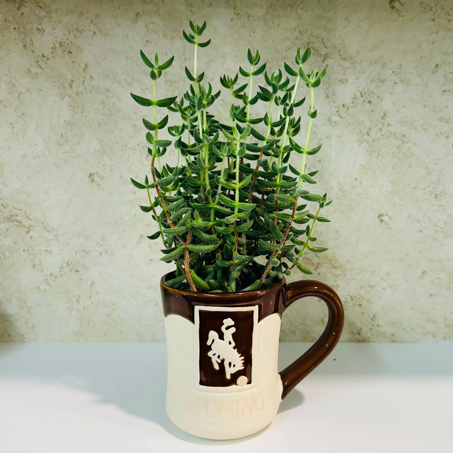 Moon Glow Crassula in Vintage Wyoming Mug