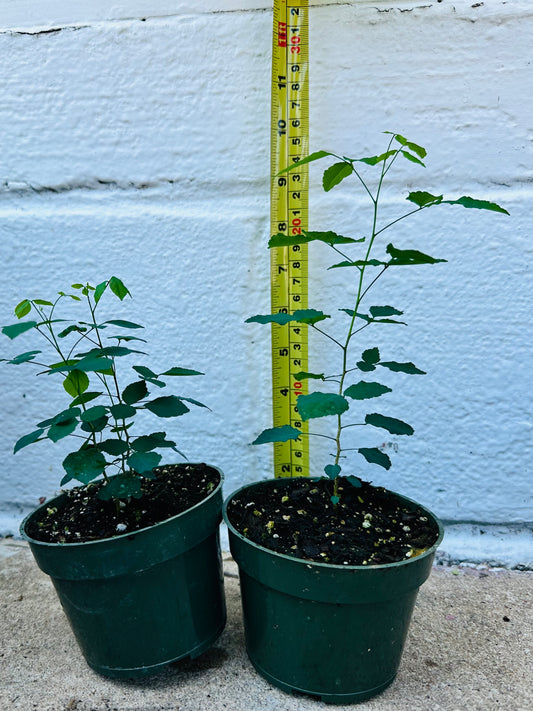 Amyris Texana (Texas Torchwood) 4” pot