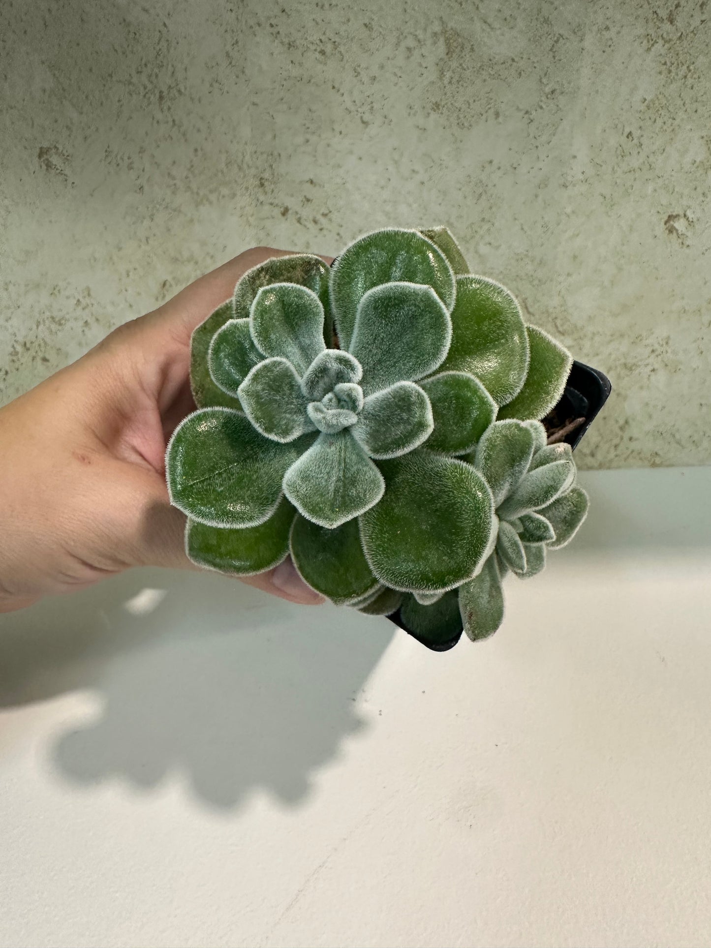 Echeveria pulvinata – 4 Inch Pot - IT’S SO FUZZY!!!
