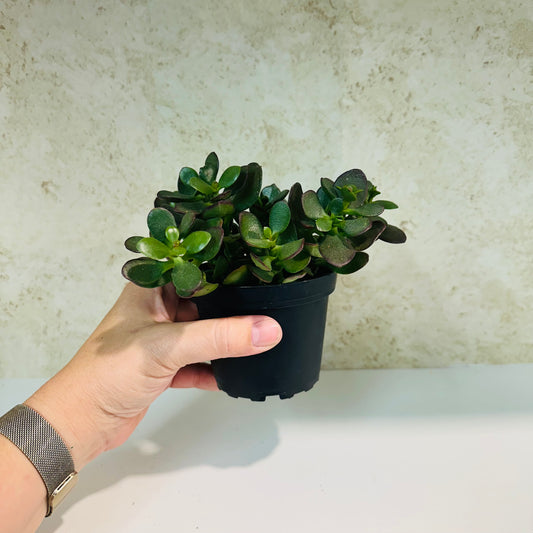 Jade Plant (Crassula ovata) – 4 Inch Pot