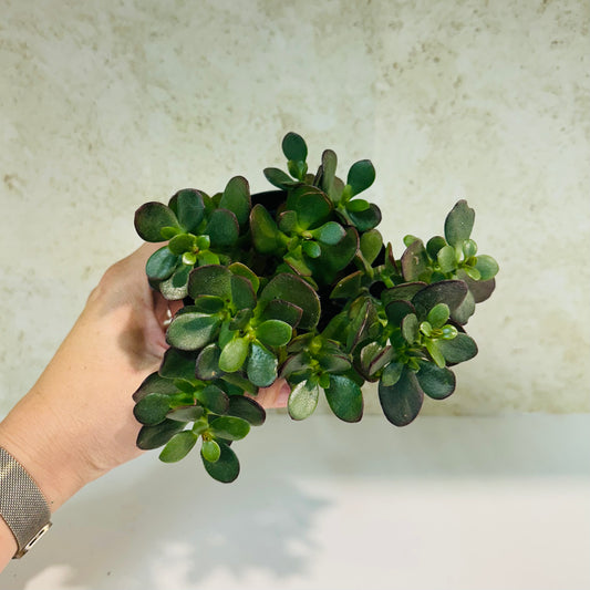 Jade Plant (Crassula ovata) – 4 Inch Pot