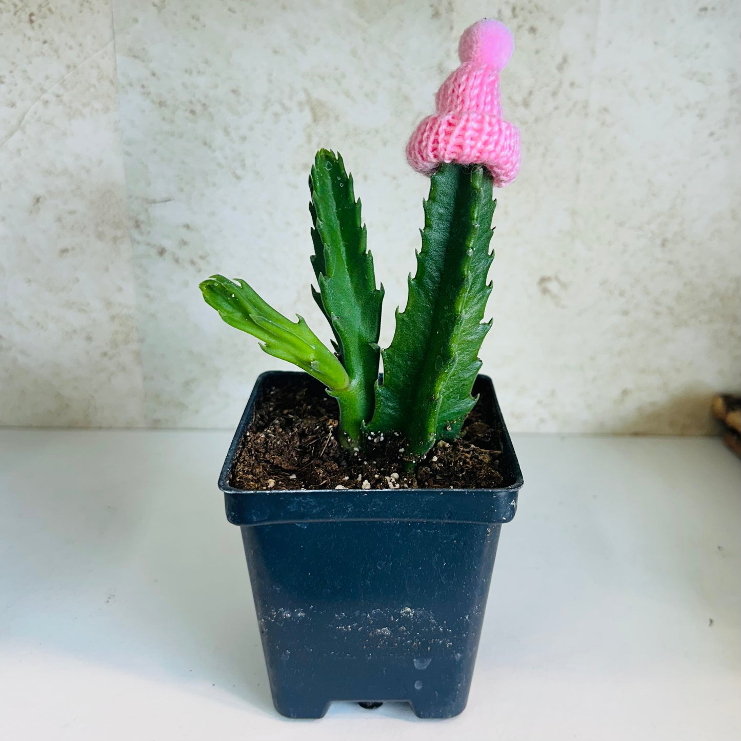 Starfish Cactus