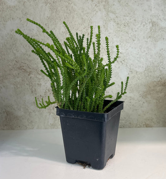 Watch Chain Succulent crassula muscosa