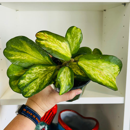 Hoya Kerrii Picta Spot