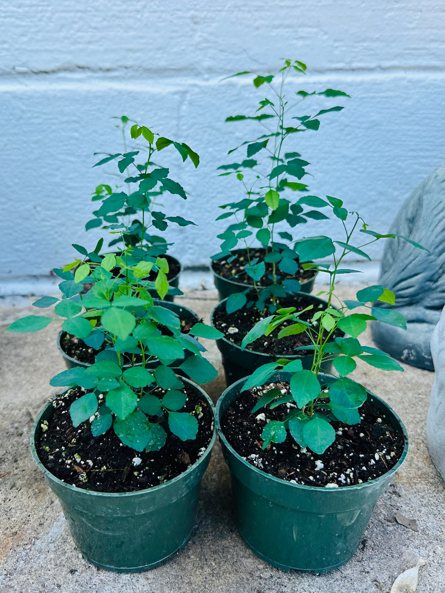 Amyris Texana (Texas Torchwood) 4” pot