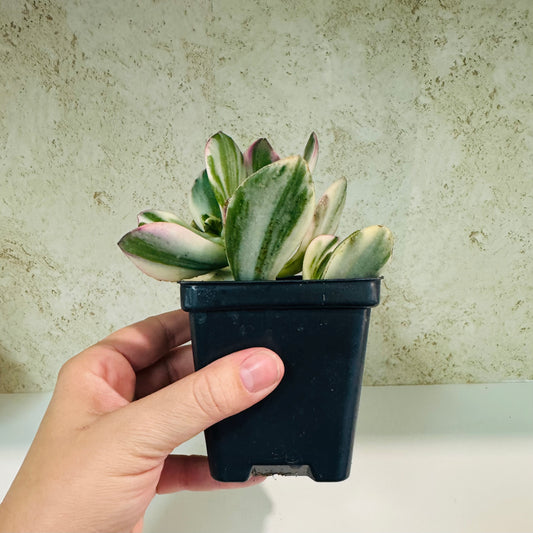 Variegated Jade Plant (Crassula ovata ‘Variegata’) – 4 Inch Pot