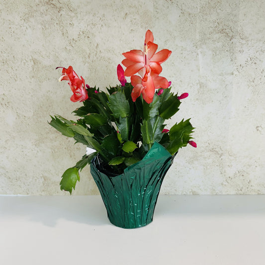 Thanksgiving Cactus 4"