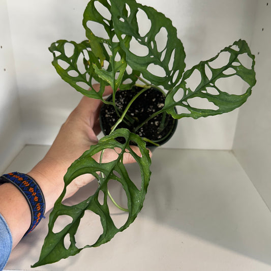 Monstera Obliqua - 4 inch pot