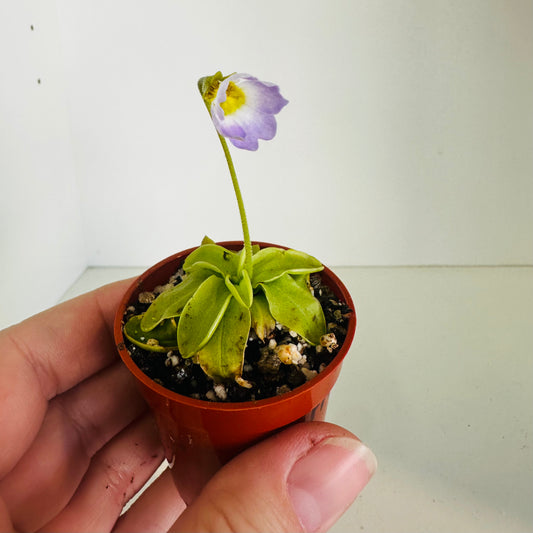 Pinguicula Primuflora - ships bare root