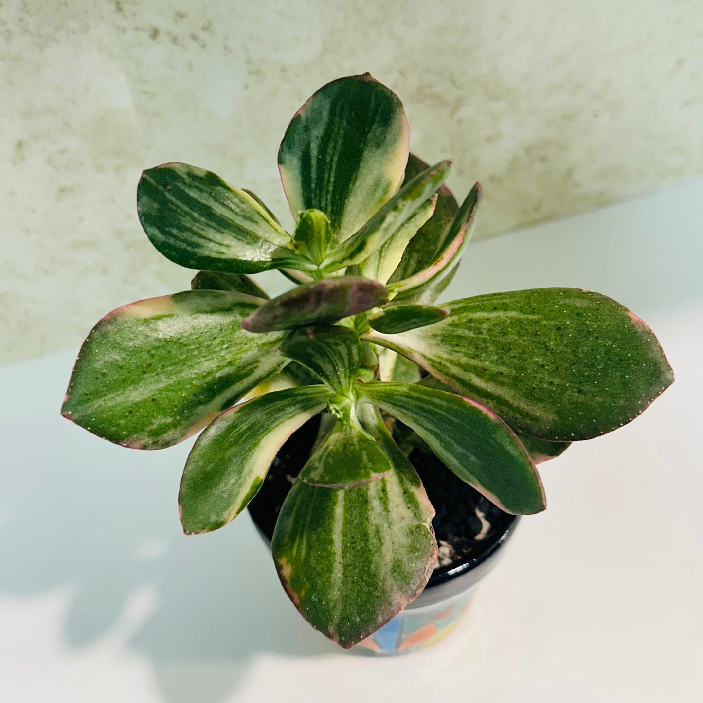 Variegated Jade Plant in Talavera Pot – Pink Sun-Stressed Beauty